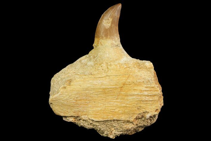 Fossil Mosasaur Jaw Section With Tooth - Morocco #163912